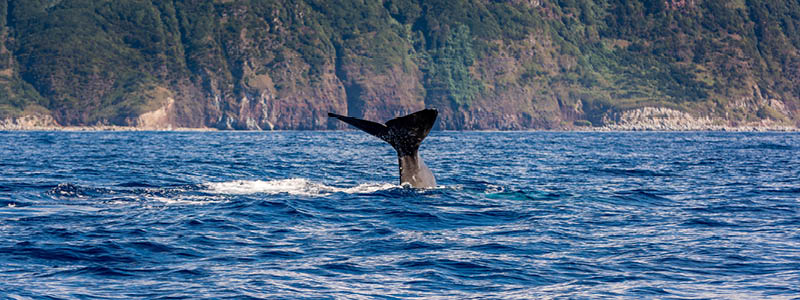 Delfiner ved S�o Miguel